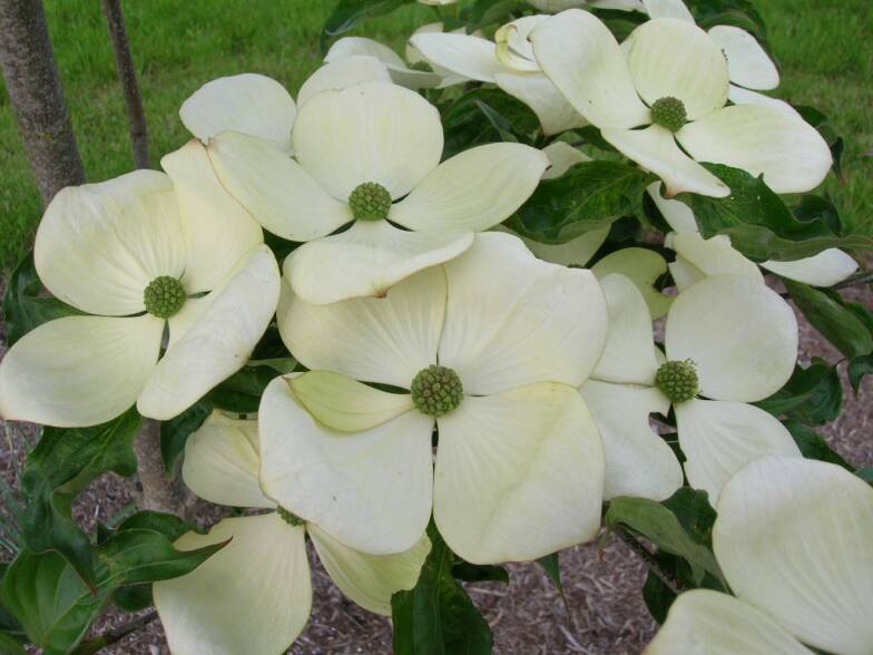 Dwarf+variegated+dogwood+shrub